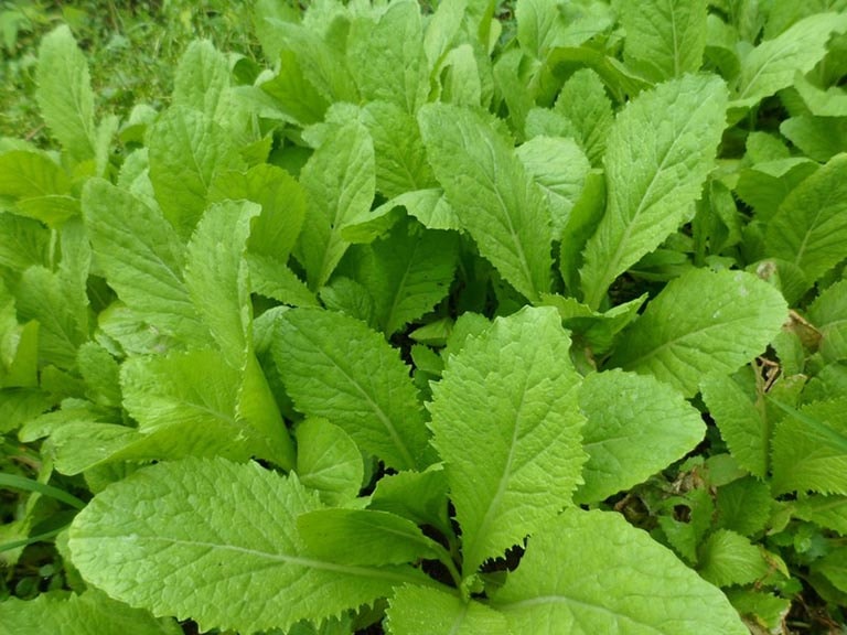 5 loại rau xanh cung cấp magie cho cơ thể không cần dùng thuốc- Ảnh 5.