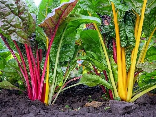 Cải Cầu Vồng Tươi Ngon, Sạch Chuẩn VietGAP