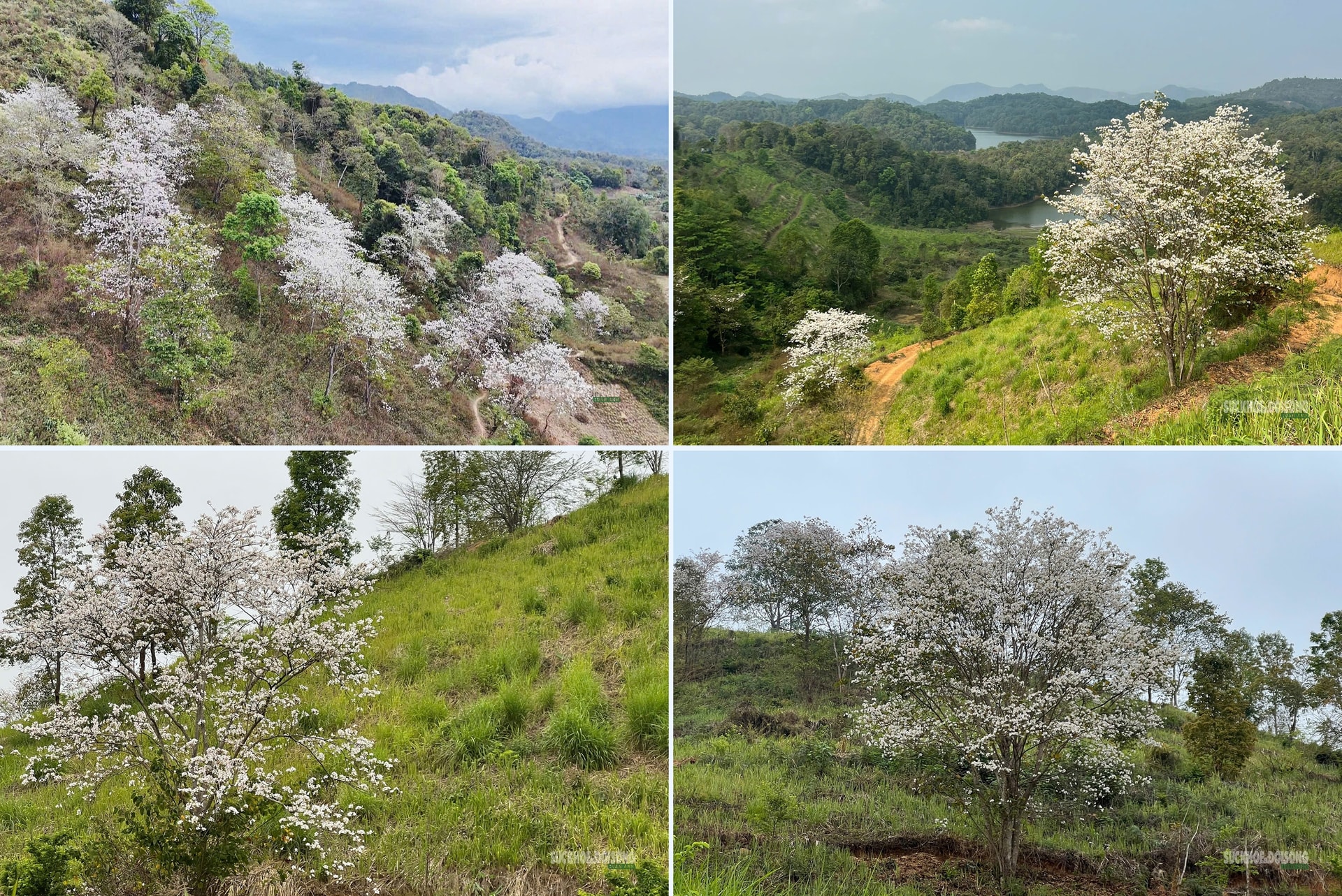 Tháng 3 Điện Biên, hoa ban nở trắng miền lịch sử- Ảnh 6.