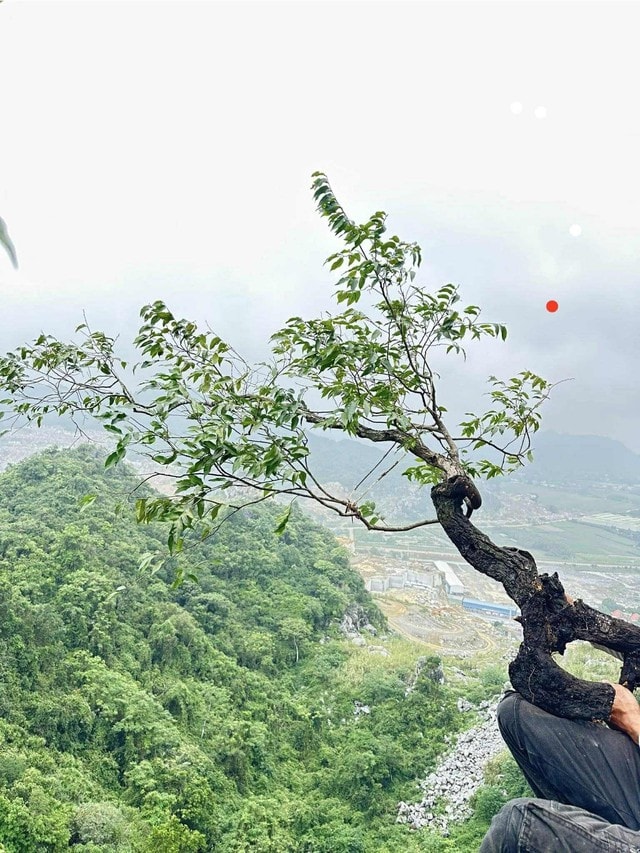Cơn sốt cây Muội Hồng: Từ loài cây trên vách đá đến thú chơi ở bàn trà- Ảnh 1. Cơn sốt cây Muội Hồng: Từ loài cây trên vách đá đến thú chơi ở bàn trà- Ảnh 1.