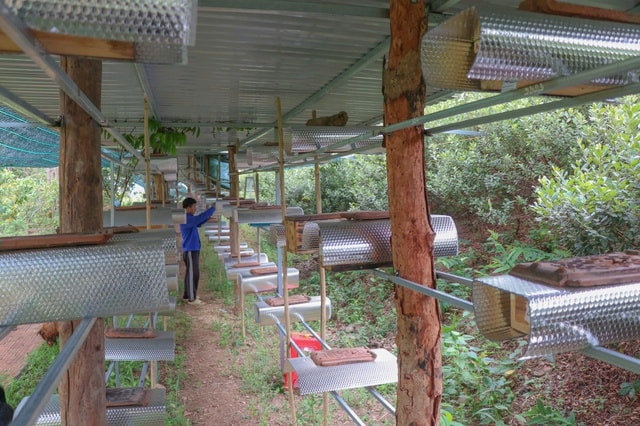 Khám phá 'làng ong Dú' giữa đồi núi sỏi đá Khánh Hòa- Ảnh 1. Khám phá 'làng ong Dú' giữa đồi núi sỏi đá Khánh Hòa- Ảnh 1.