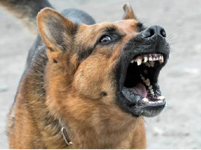 Cháu bé tử vong sau khoảng 4 tháng bị chó cắn- Ảnh 1. Cháu bé tử vong sau khoảng 4 tháng bị chó cắn- Ảnh 1.