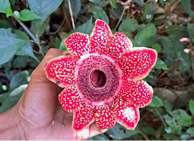 Loài thực vật quý hiếm, có nguy cơ tuyệt chủng cao vừa phát hiện tại Phong Nha có gì đặc biệt?- Ảnh 2.