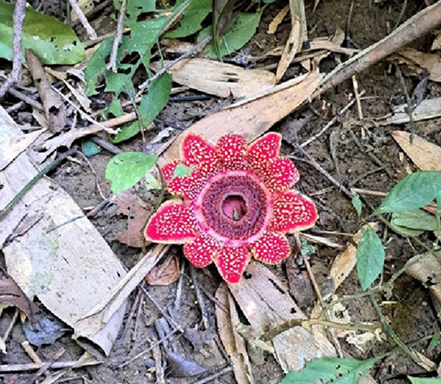 Loài thực vật quý hiếm, có nguy cơ tuyệt chủng cao vừa phát hiện tại Phong Nha có gì đặc biệt?- Ảnh 1.