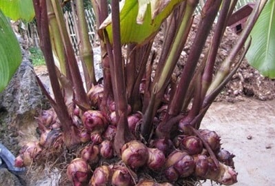 Dong riềng đỏ có chữa được bệnh mạch vành thể nhẹ?- Ảnh 1.