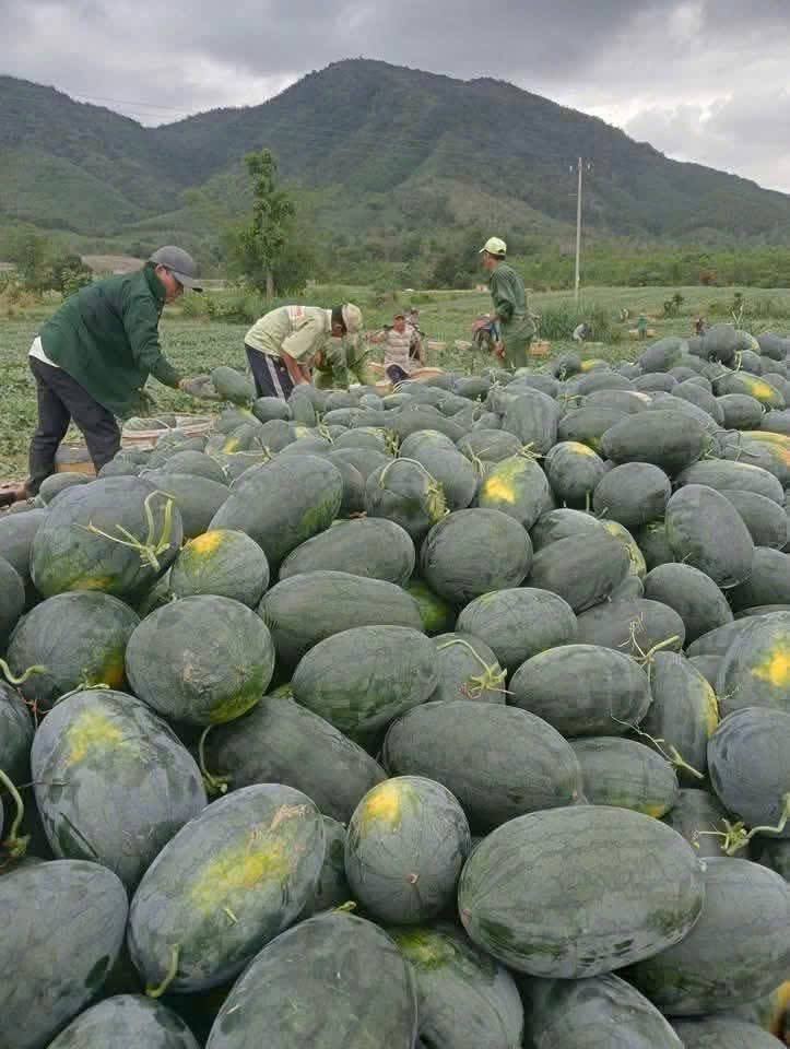 Chỉ 8.500 đồng/kg, vì sao dưa hấu Gia Lai rẻ bất ngờ?- Ảnh 3.