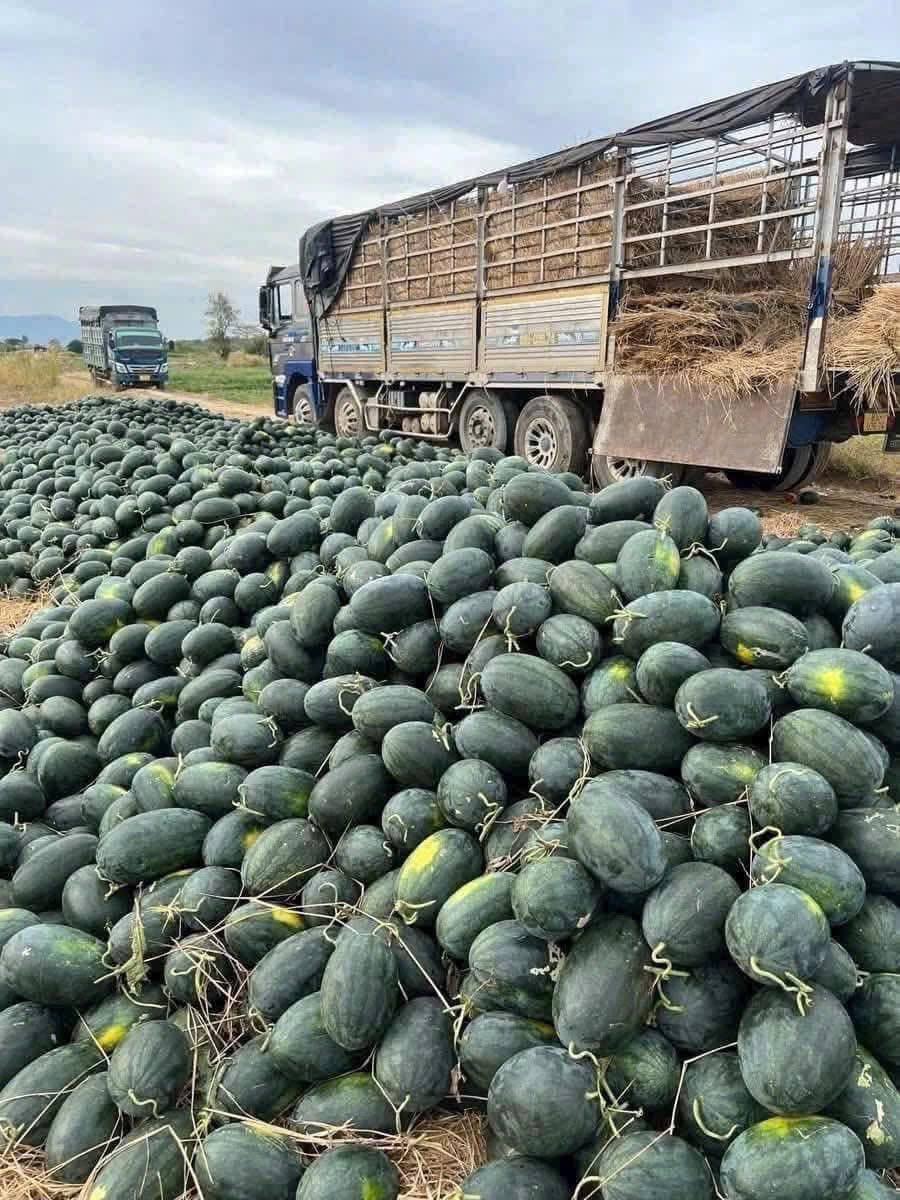 Chỉ 8.500 đồng/kg, vì sao dưa hấu Gia Lai rẻ bất ngờ?- Ảnh 4.