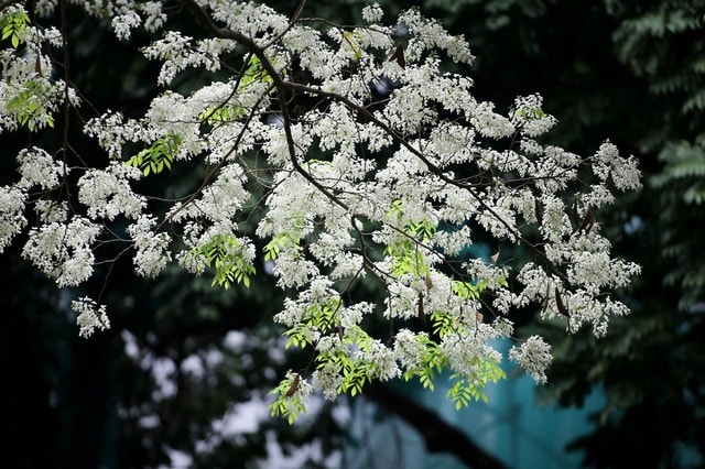 Miền Bắc nắng ráo trước khi đón thêm đợt không khí lạnh tăng cường- Ảnh 1.