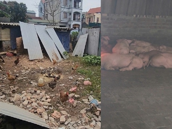 Hà Nội: Người dân xã Phù Đổng khổ vì mùi hôi từ chuồng lợn sát khu dân cư- Ảnh 7.