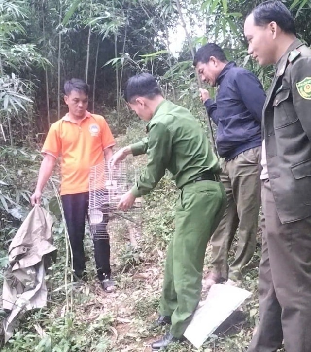 Nuôi chim cu rốc đầu xám quý hiếm, người dân đến Công an xã giao nộp- Ảnh 1.