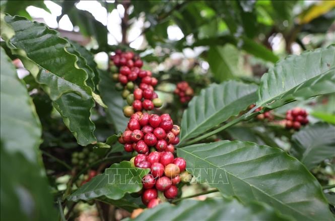 Nguồn cung tăng, giá cà phê và gạo đồng loạt chịu sức ép- Ảnh 1.