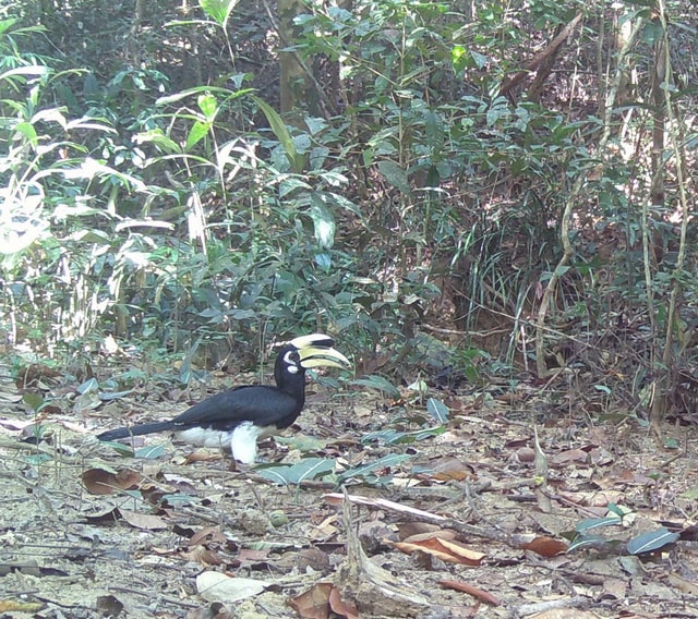 Phát hiện 2 loài động vật quý hiếm mới xuất hiện ở núi rừng Quảng Ngãi- Ảnh 2. Phát hiện 2 loài động vật quý hiếm mới xuất hiện ở núi rừng Quảng Ngãi- Ảnh 2.