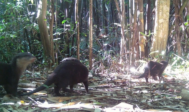 Phát hiện 2 loài động vật quý hiếm mới xuất hiện ở núi rừng Quảng Ngãi- Ảnh 1. Phát hiện 2 loài động vật quý hiếm mới xuất hiện ở núi rừng Quảng Ngãi- Ảnh 1.