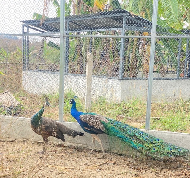 Hình ảnh thú vị về động vật quý hiếm tại nơi ‘hồi sinh’- Ảnh 1. Hình ảnh thú vị về động vật quý hiếm tại nơi ‘hồi sinh’- Ảnh 1.