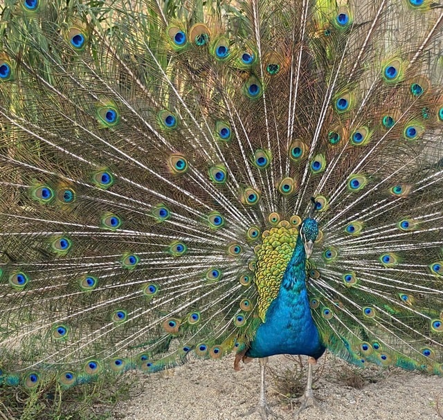 Hình ảnh thú vị về động vật quý hiếm tại nơi ‘hồi sinh’- Ảnh 2. Hình ảnh thú vị về động vật quý hiếm tại nơi ‘hồi sinh’- Ảnh 2.