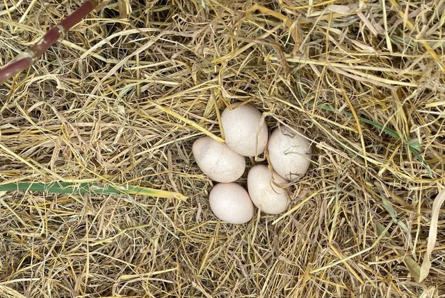 Hình ảnh thú vị về động vật quý hiếm tại nơi ‘hồi sinh’- Ảnh 3. Hình ảnh thú vị về động vật quý hiếm tại nơi ‘hồi sinh’- Ảnh 3.