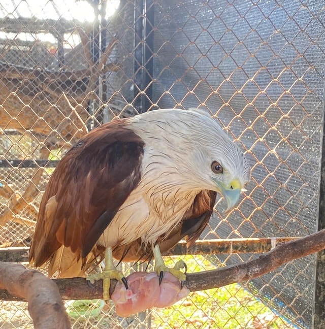 Hình ảnh thú vị về động vật quý hiếm tại nơi ‘hồi sinh’- Ảnh 4. Hình ảnh thú vị về động vật quý hiếm tại nơi ‘hồi sinh’- Ảnh 4.