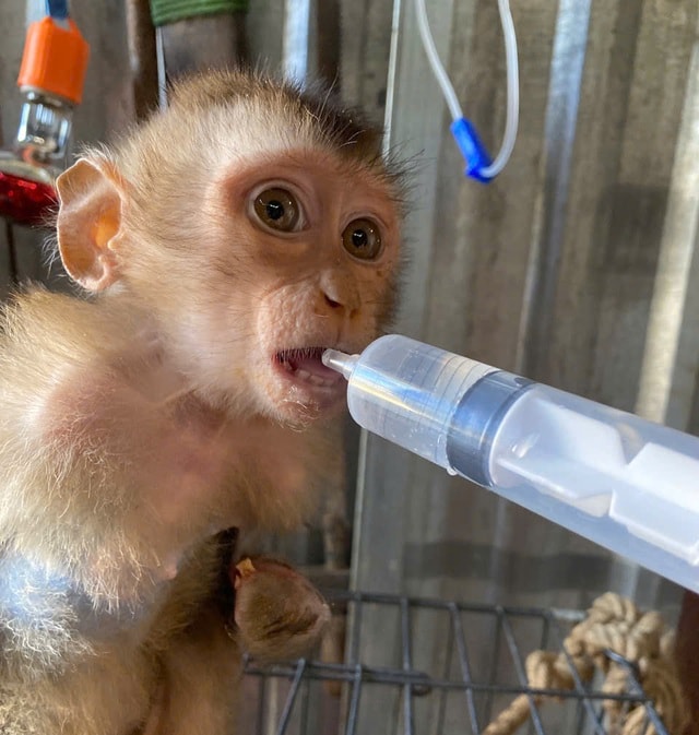 Hình ảnh thú vị về động vật quý hiếm tại nơi ‘hồi sinh’- Ảnh 8. Hình ảnh thú vị về động vật quý hiếm tại nơi ‘hồi sinh’- Ảnh 8.