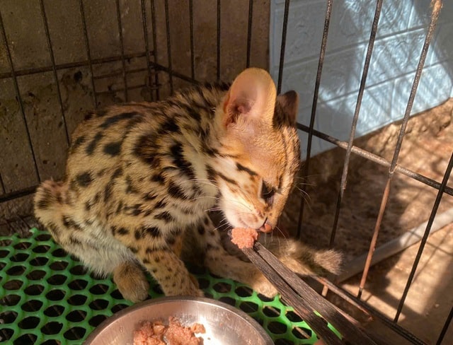 Hình ảnh thú vị về động vật quý hiếm tại nơi ‘hồi sinh’- Ảnh 9. Hình ảnh thú vị về động vật quý hiếm tại nơi ‘hồi sinh’- Ảnh 9.