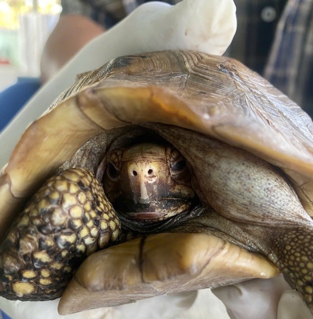 Hình ảnh thú vị về động vật quý hiếm tại nơi ‘hồi sinh’- Ảnh 5. Hình ảnh thú vị về động vật quý hiếm tại nơi ‘hồi sinh’- Ảnh 5.