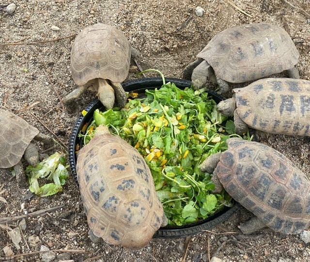 Hình ảnh thú vị về động vật quý hiếm tại nơi ‘hồi sinh’- Ảnh 6. Hình ảnh thú vị về động vật quý hiếm tại nơi ‘hồi sinh’- Ảnh 6.