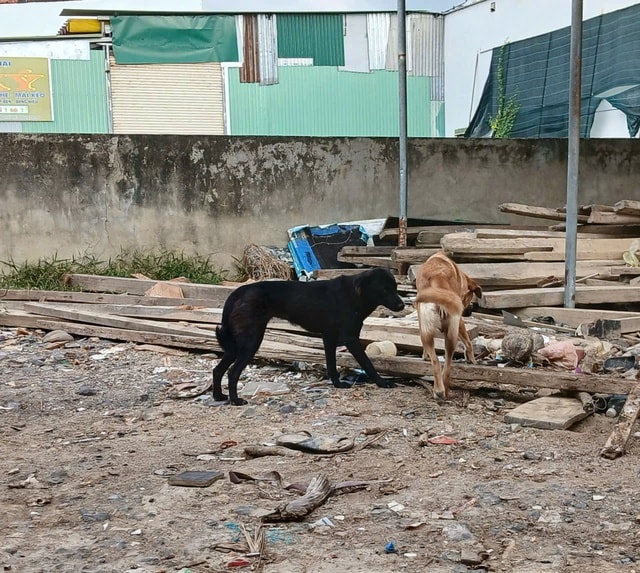 Hàng nghìn lượt người đi xét nghiệm sán lá gan lớn tại Khánh Hòa trong thời gian ngắn- Ảnh 2.