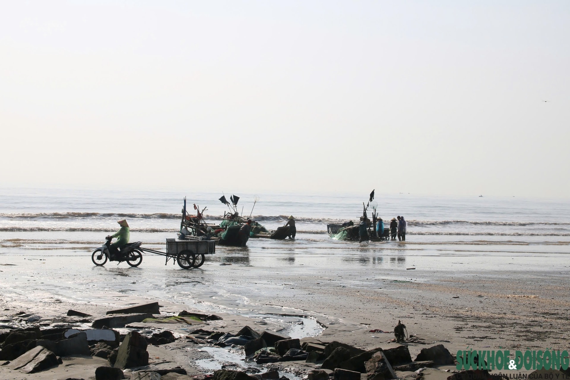 Ngư dân trúng đậm mỗi ngày nhờ loài cá giàu đạm- Ảnh 1.