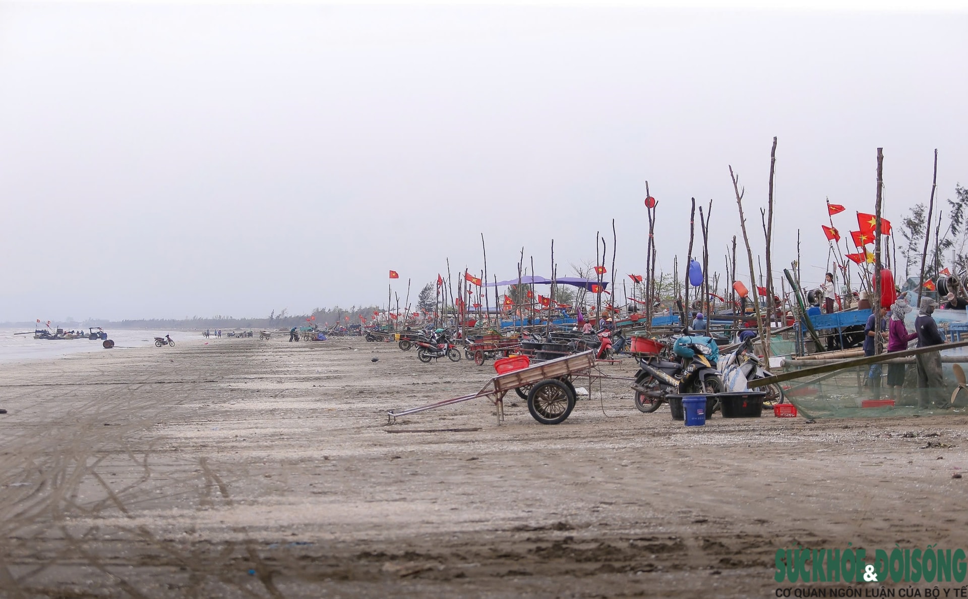 Ngư dân trúng đậm mỗi ngày nhờ loài cá giàu đạm- Ảnh 2.