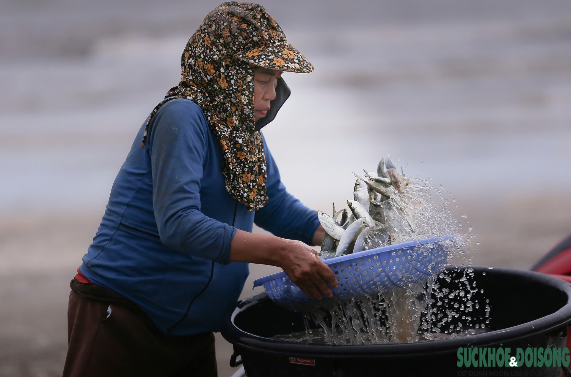 Ngư dân trúng đậm mỗi ngày nhờ loài cá giàu đạm- Ảnh 6.