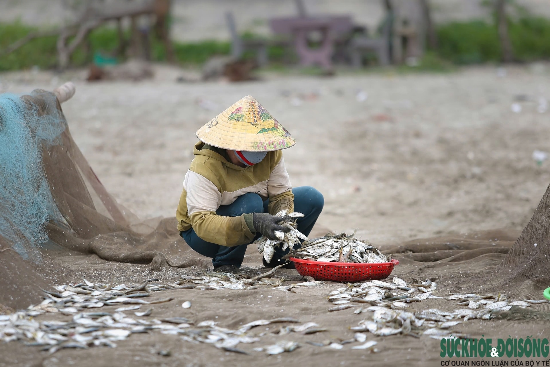 Ngư dân trúng đậm mỗi ngày nhờ loài cá giàu đạm- Ảnh 8.