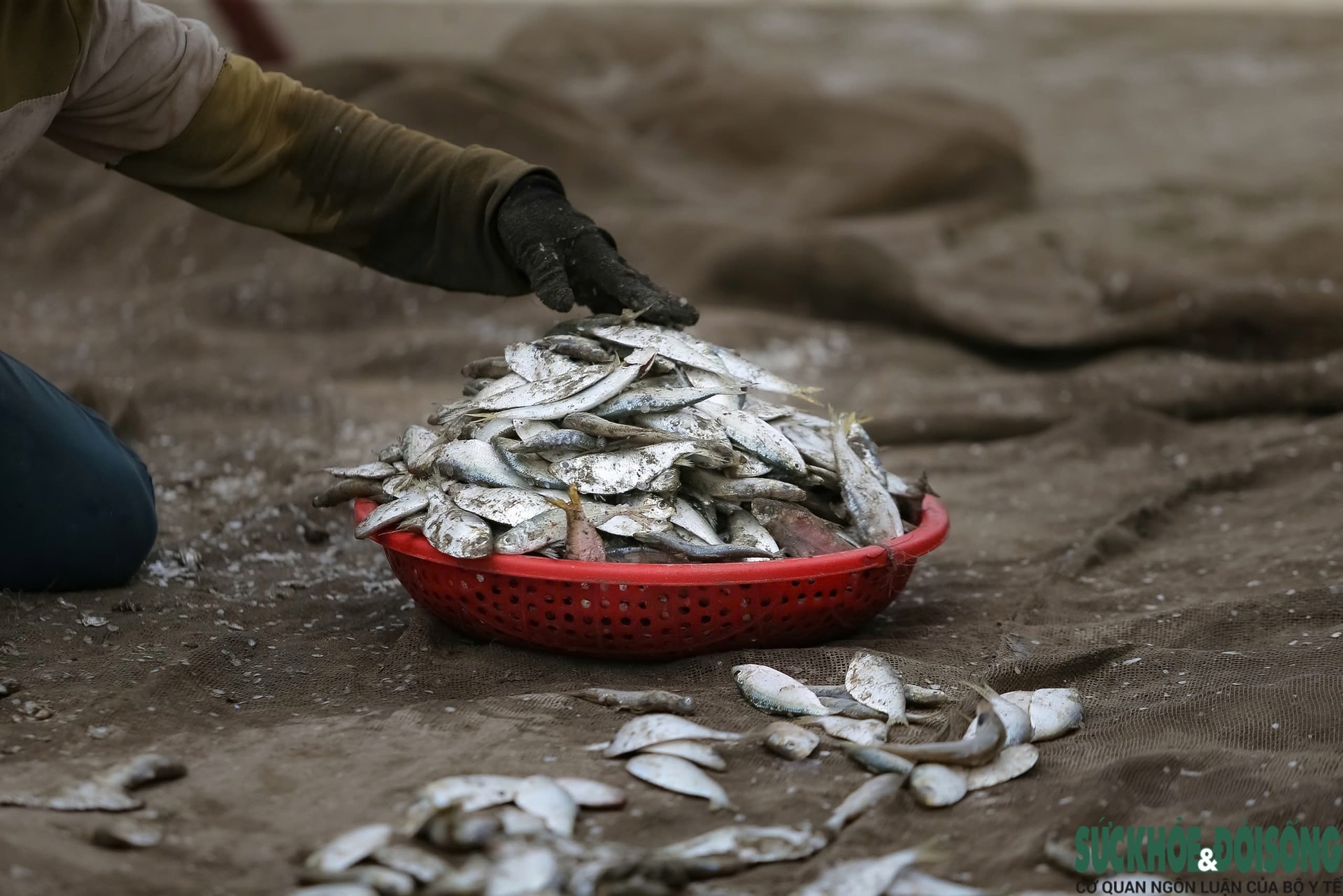 Ngư dân trúng đậm mỗi ngày nhờ loài cá giàu đạm- Ảnh 9.