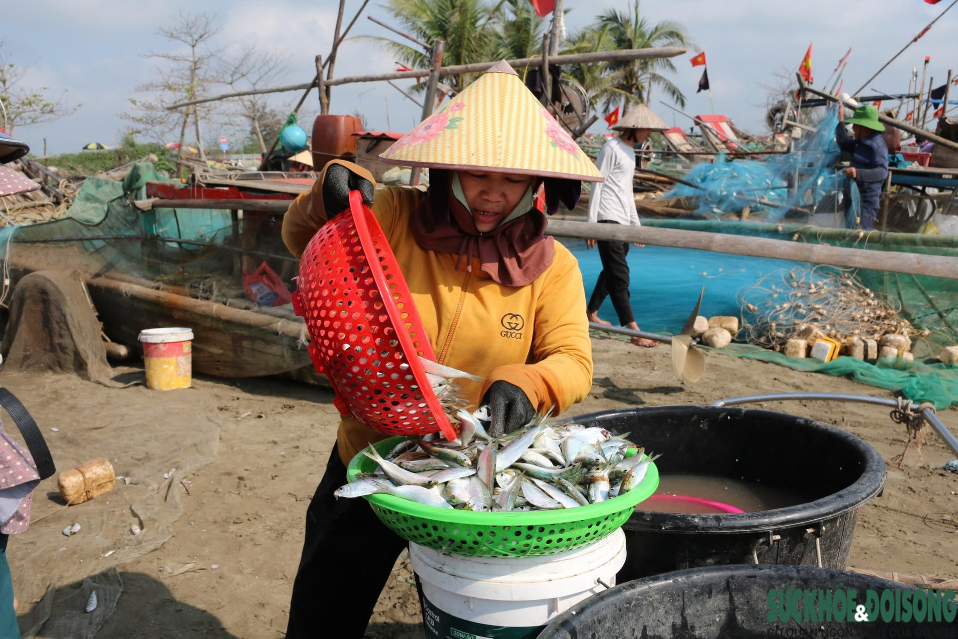 Ngư dân trúng đậm mỗi ngày nhờ loài cá giàu đạm- Ảnh 13.