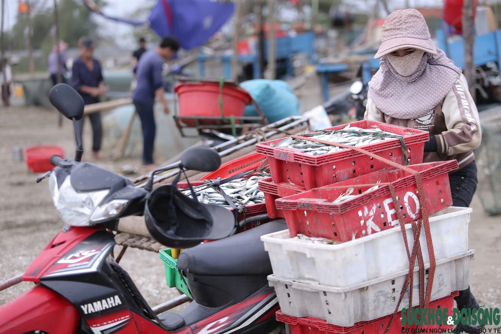 Ngư dân trúng đậm mỗi ngày nhờ loài cá giàu đạm- Ảnh 14.