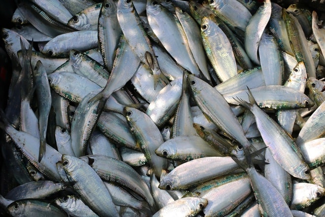 Ngư dân trúng đậm mỗi ngày nhờ loài cá giàu đạm- Ảnh 11.