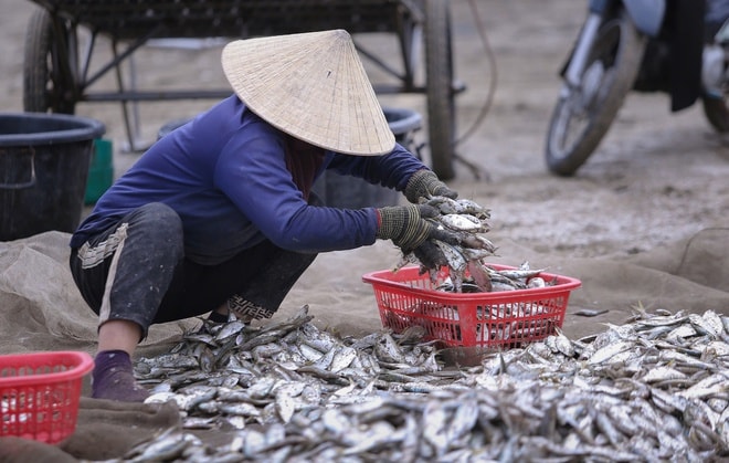 Ngư dân trúng đậm mỗi ngày nhờ loài cá giàu đạm- Ảnh 12.