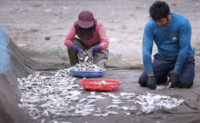 Ngư dân trúng đậm mỗi ngày nhờ loài cá giàu đạm- Ảnh 5.