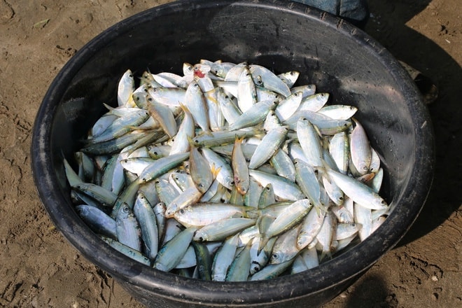 Ngư dân trúng đậm mỗi ngày nhờ loài cá giàu đạm- Ảnh 10.