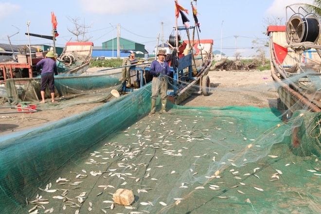 Ngư dân trúng đậm mỗi ngày nhờ loài cá giàu đạm- Ảnh 3.