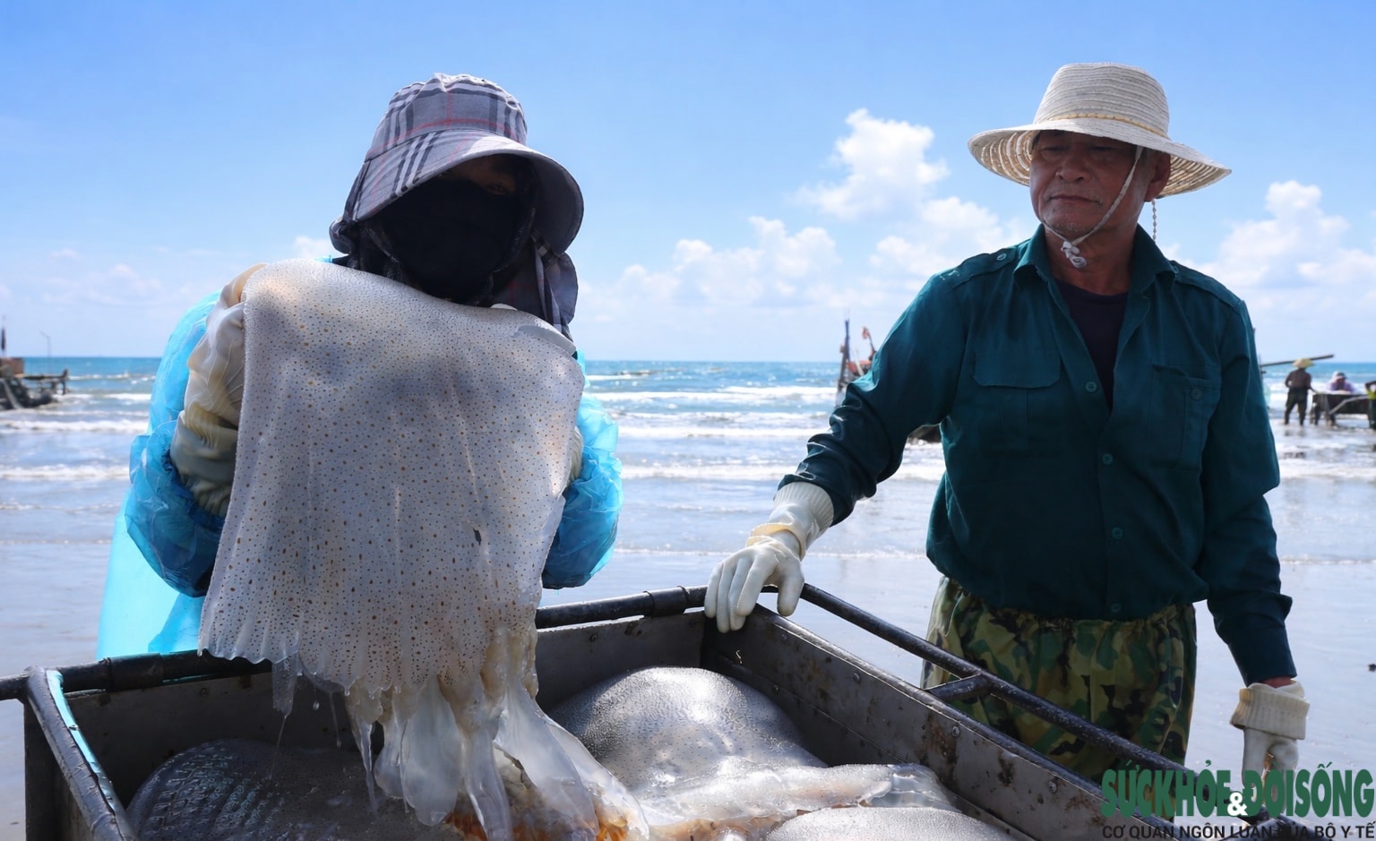 Cao điểm mùa khai thác sứa, ngư dân kiếm tiền triệu sau vài giờ ra khơi- Ảnh 4.