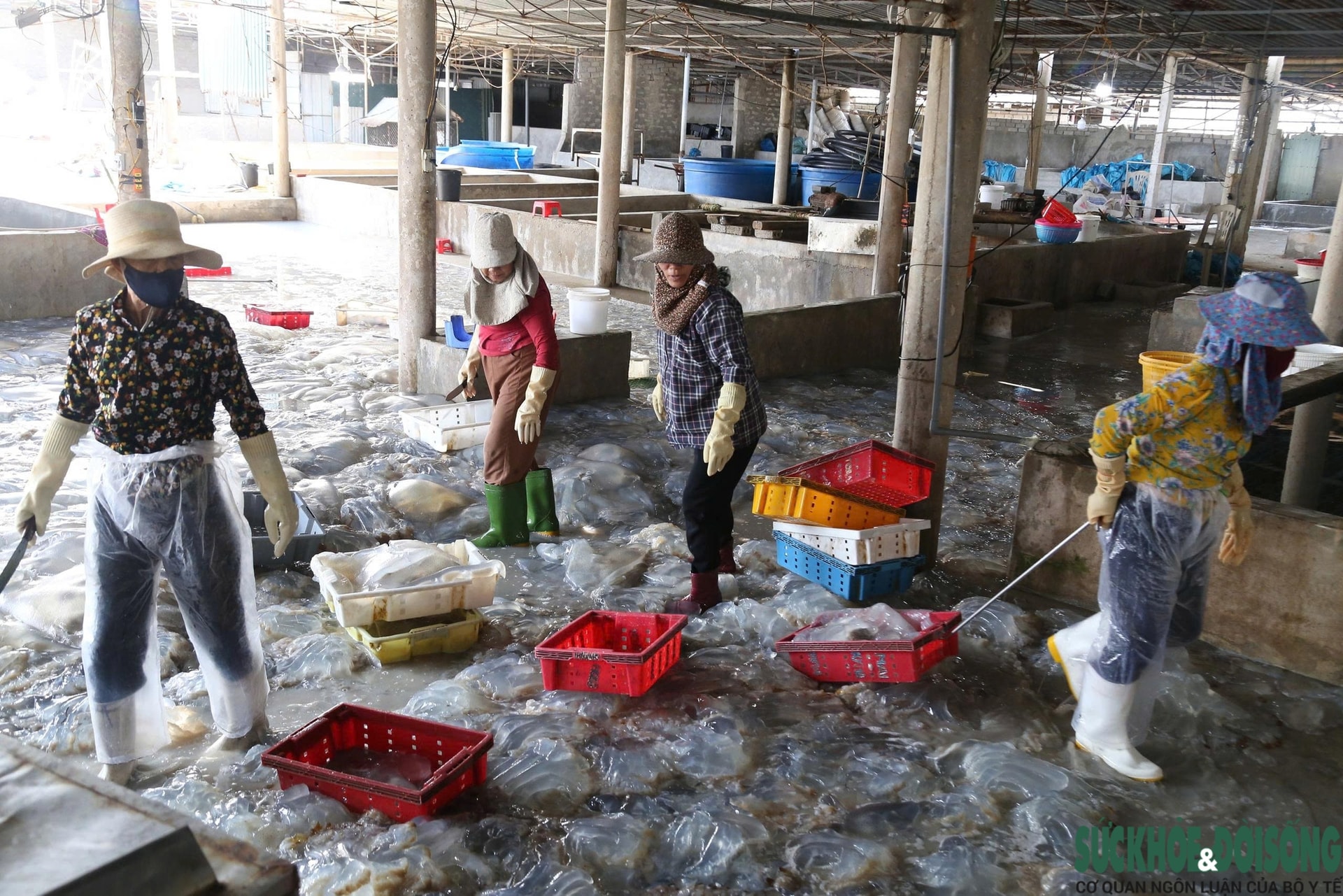 Cao điểm mùa khai thác sứa, ngư dân kiếm tiền triệu sau vài giờ ra khơi- Ảnh 7.