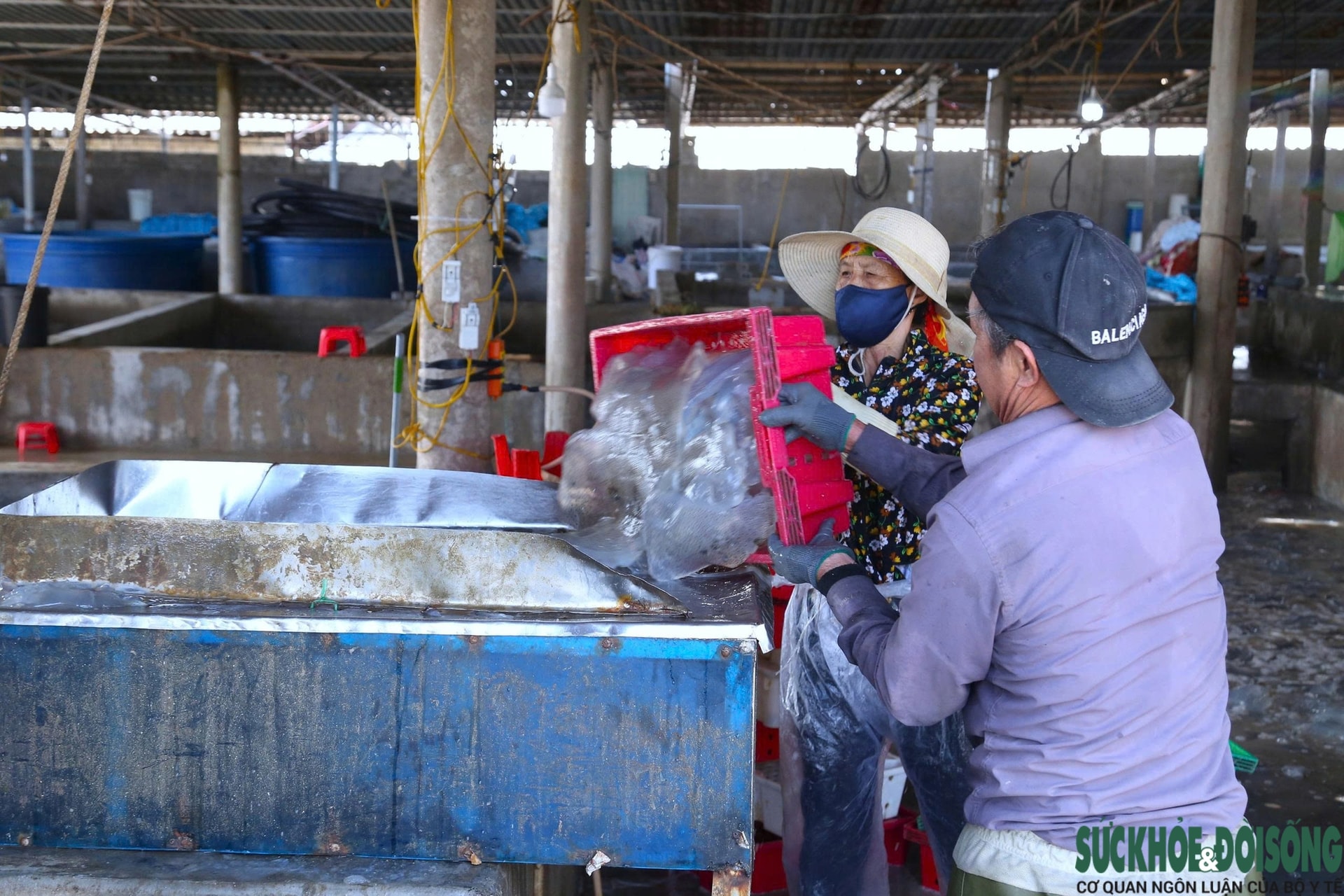 Cao điểm mùa khai thác sứa, ngư dân kiếm tiền triệu sau vài giờ ra khơi- Ảnh 8.