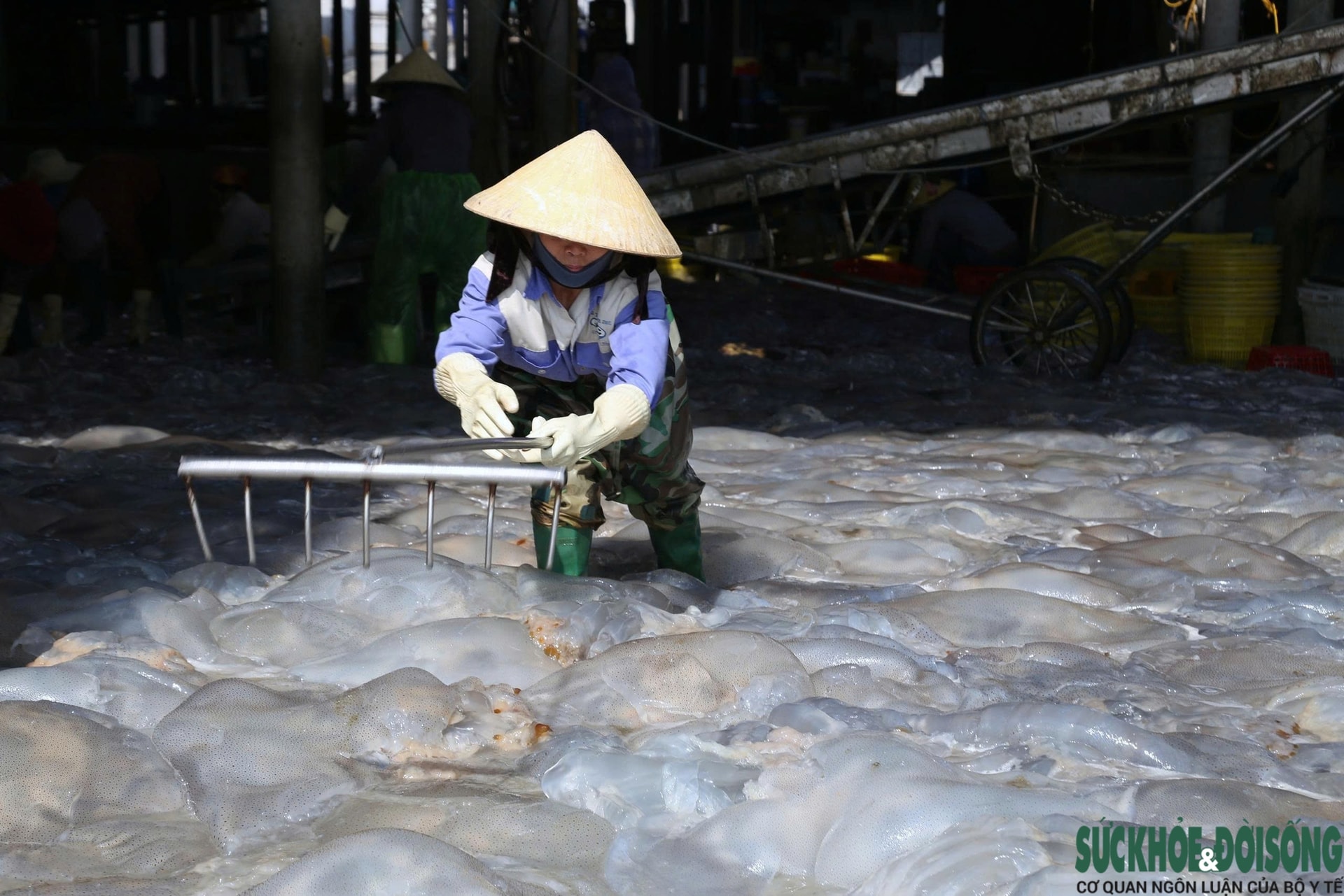 Cao điểm mùa khai thác sứa, ngư dân kiếm tiền triệu sau vài giờ ra khơi- Ảnh 9.