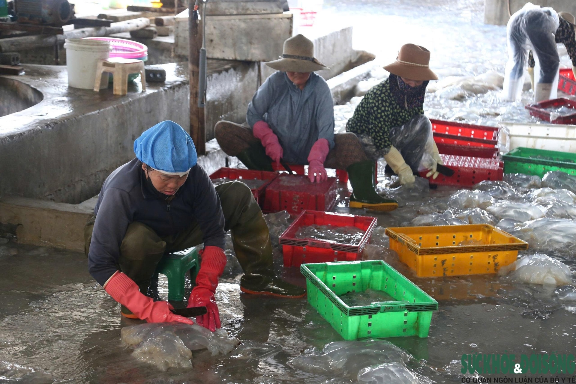 Cao điểm mùa khai thác sứa, ngư dân kiếm tiền triệu sau vài giờ ra khơi- Ảnh 10.