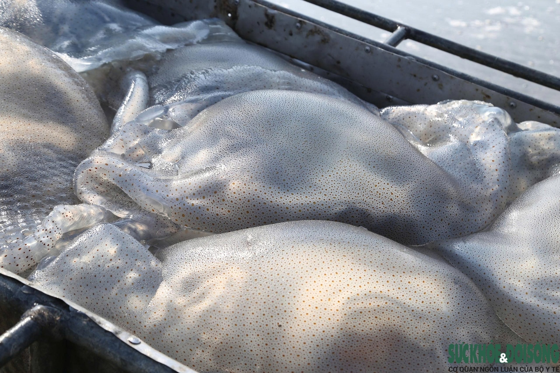 Cao điểm mùa khai thác sứa, ngư dân kiếm tiền triệu sau vài giờ ra khơi- Ảnh 11.