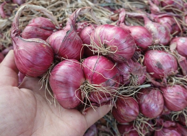 Giá hành củ giảm sâu, người dân đổ xô mua tích trữ: Bảo quản sao cho không bị hỏng?- Ảnh 2.