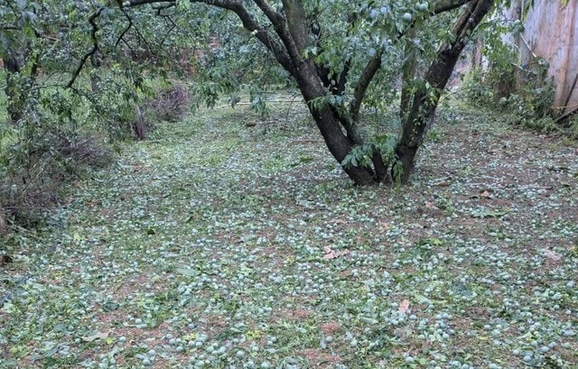 Sơn La kêu gọi tiêu thụ mơ, mận rụng do mưa đá với giá 7 ngàn đồng/kg- Ảnh 1.