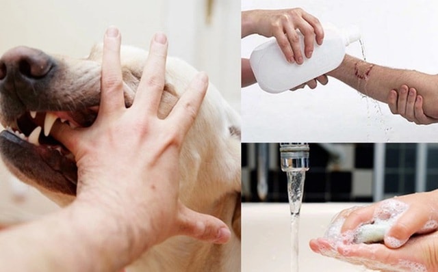 Hơn 31.000 người bị chó, mèo cắn, Lâm Đồng siết chặt phòng chống bệnh dại- Ảnh 1.