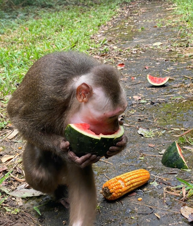 Video: Động vật quý hiếm thích thú ăn món ‘khoái khẩu’ sớm hồi phục sức khỏe  - Ảnh 2.