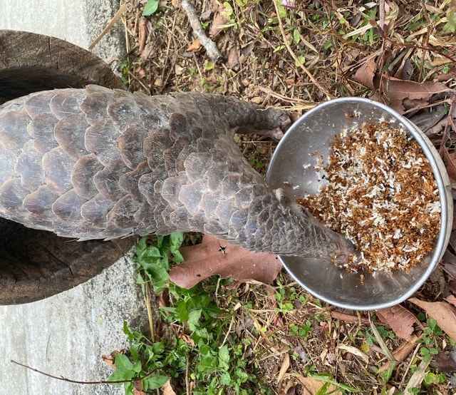 Video: Động vật quý hiếm thích thú ăn món ‘khoái khẩu’ sớm hồi phục sức khỏe  - Ảnh 1.