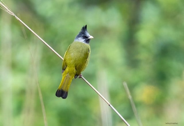 Ngắm những chú chim quý hiếm 'cực phẩm' ở vườn quốc gia vừa được công nhận- Ảnh 6. Ngắm những chú chim quý hiếm 'cực phẩm' ở vườn quốc gia vừa được công nhận- Ảnh 6.